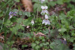 Viola