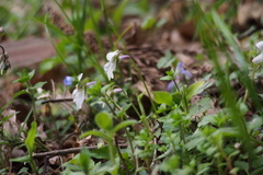 Viola