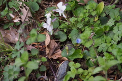 Viola