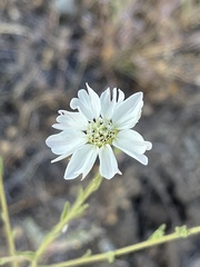 Hemizonia congesta luzulifolia