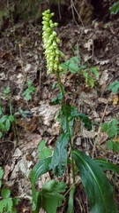 Digitalis micrantha