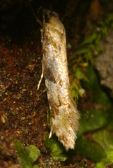 Crypsitricha mesotypa