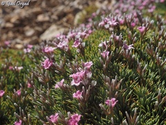 Acantholimon libanoticum