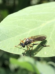 Dioctria rufipes
