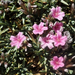 Acantholimon libanoticum