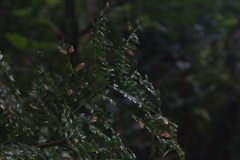 Cojoba costaricensis