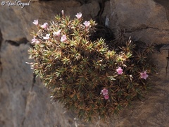 Acantholimon libanoticum