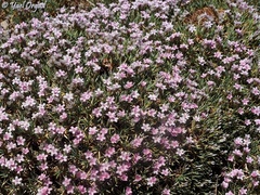 Acantholimon libanoticum