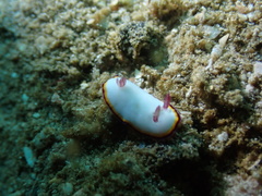 Goniobranchus sinensis