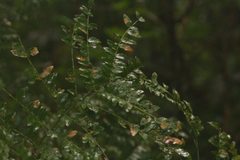 Cojoba costaricensis