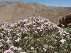 Acantholimon libanoticum