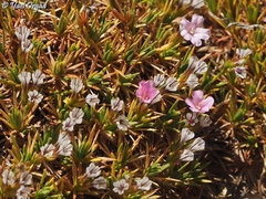Acantholimon ulicinum