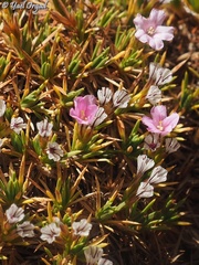 Acantholimon ulicinum