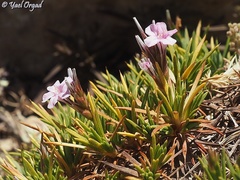 Acantholimon ulicinum