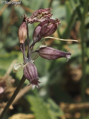 Allium feinbergii