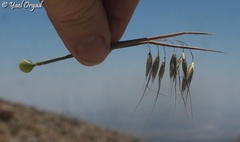 Arrhenatherum kotschyi