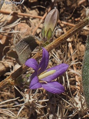 Campanula stricta