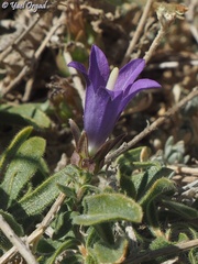 Campanula stricta
