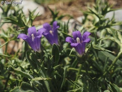 Campanula stricta