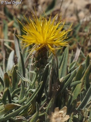 Centaurea drabifolia