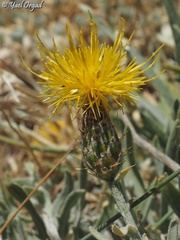 Centaurea drabifolia