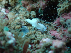 Pseudoceros meenae