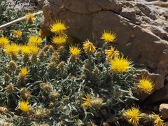 Centaurea drabifolia