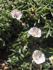 Convolvulus libanoticus