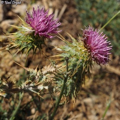 Cousinia hermonis