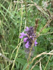 Stachys palustris