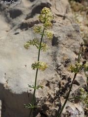 Galium libanoticum
