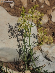 Galium libanoticum