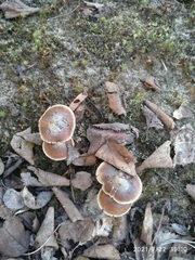 Agaricales
