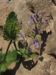 Nepeta glomerata
