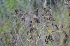 Isatis tinctoria