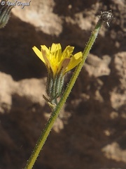 Picris strigosa