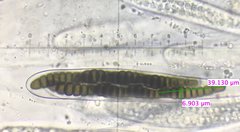 Preussia octomera