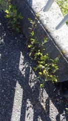 Taraxacum officinale