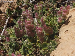 Scutellaria utriculata