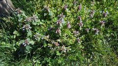 Lamium purpureum