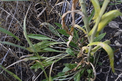 Isatis tinctoria