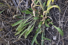 Isatis tinctoria
