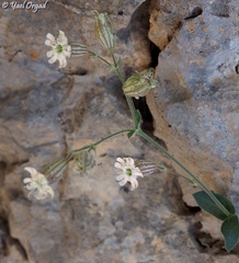 Silene odontopetala