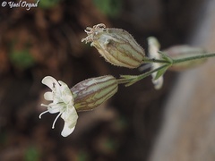 Silene odontopetala