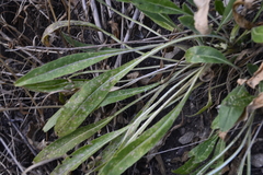 Isatis tinctoria