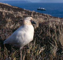 Black-Faced Sheathbill photo 2