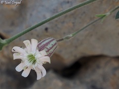 Silene odontopetala