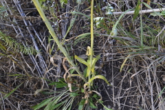Isatis tinctoria