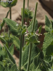 Stachys ehrenbergii
