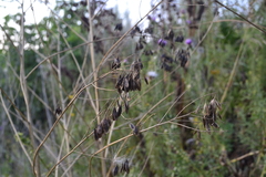 Isatis tinctoria